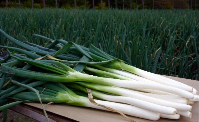 南部太ネギ
