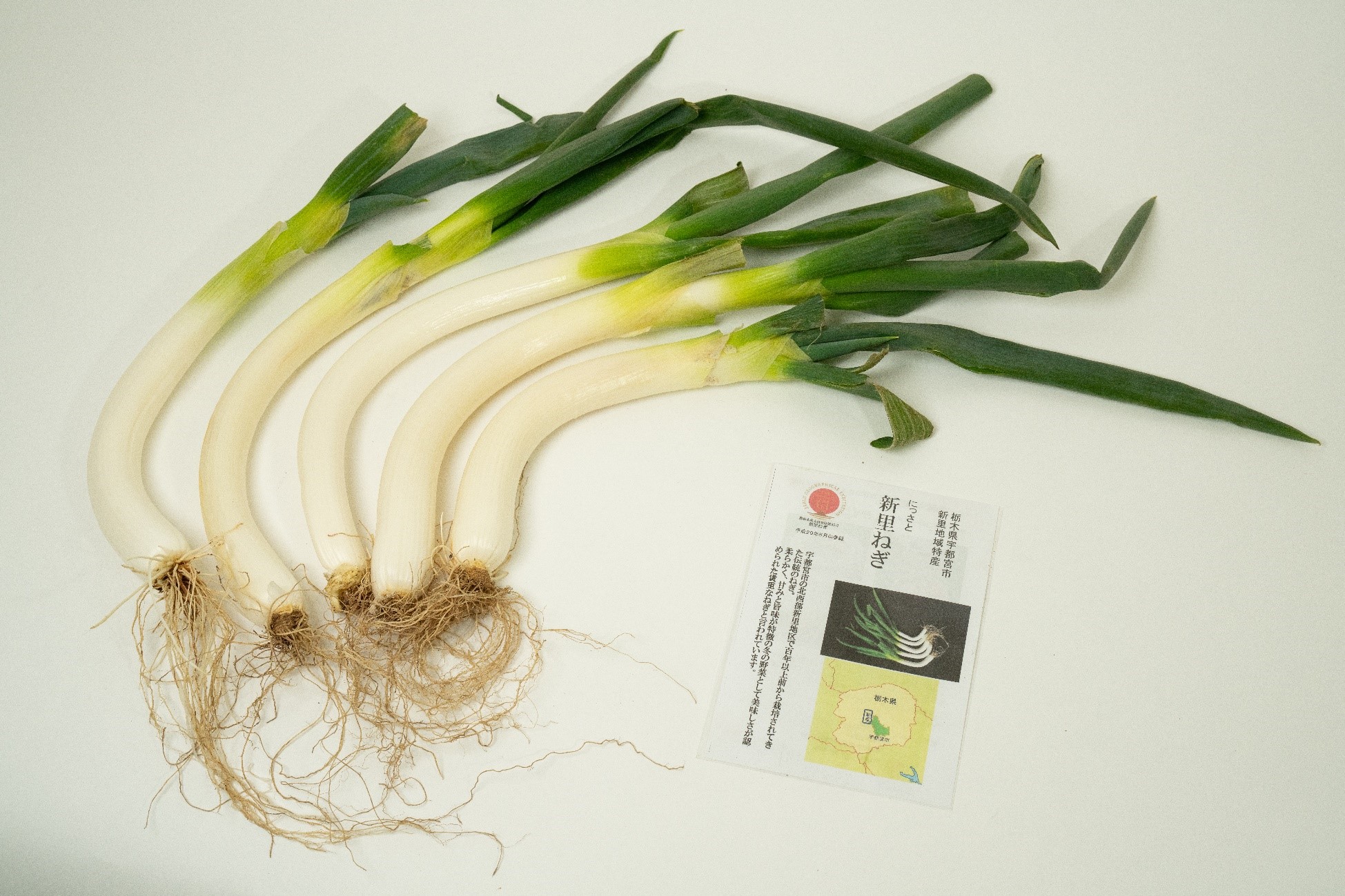 新里ねぎ