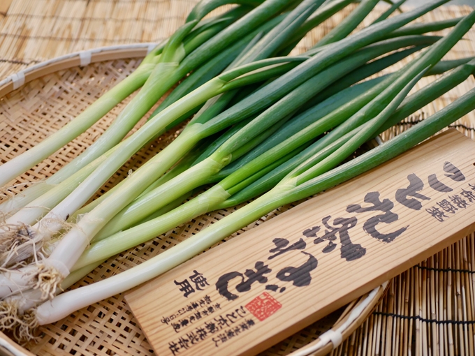 九条ねぎ